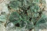 Fluorescent Green Fluorite Cluster - Diana Maria Mine, England #235384-1